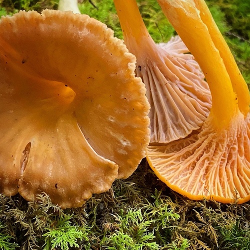 Cantharellus ignicolor