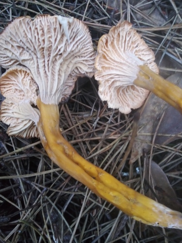 Cantharellus infundibuliformis (Winter Chanterelle) — photo