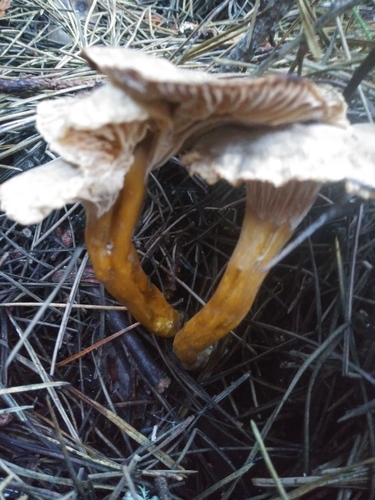 Cantharellus infundibuliformis (Winter Chanterelle) — photo