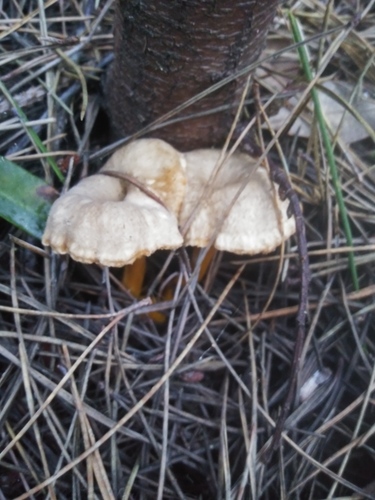 Cantharellus infundibuliformis