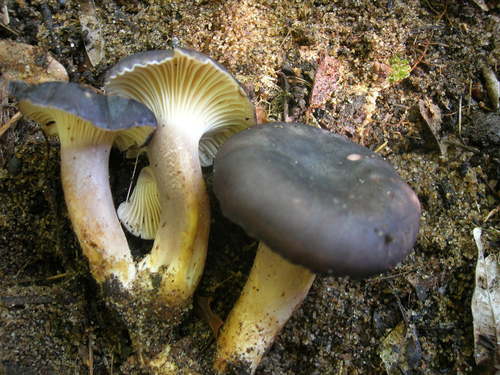 Cantharellus longisporus