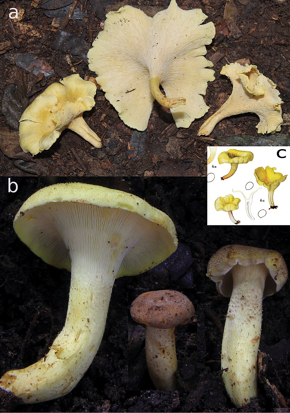 Cantharellus luteopunctatus — photo