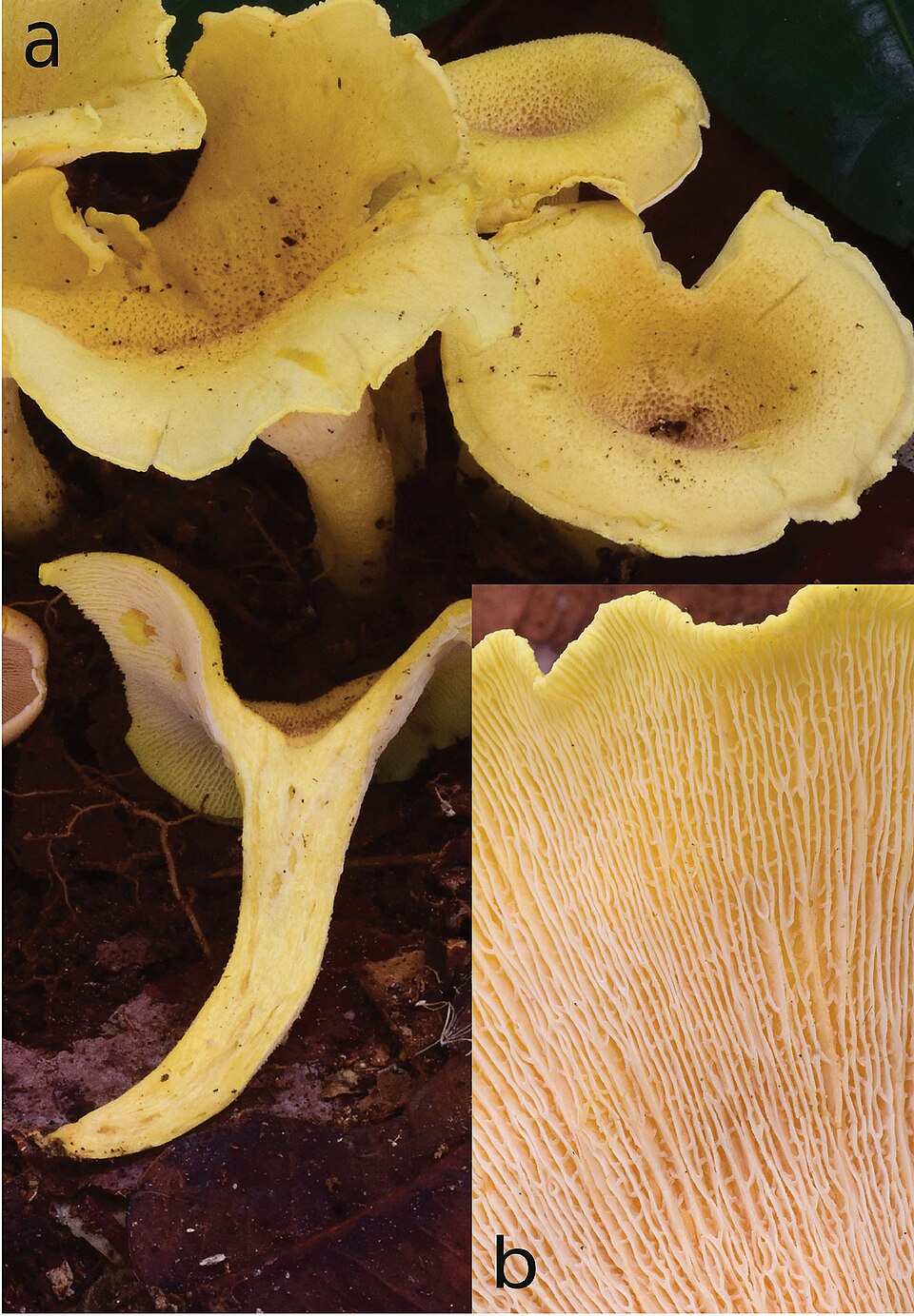 Cantharellus luteopunctatus