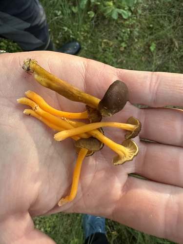 Cantharellus lutescens (Luminous chanterelle) — photo