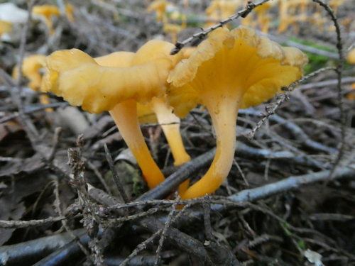 Cantharellus lutescens (Luminous chanterelle) — photo