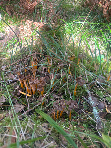 Cantharellus lutescens