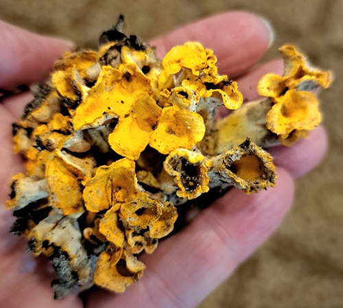Cantharellus odoratus — photo