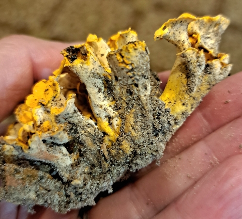 Cantharellus odoratus — photo