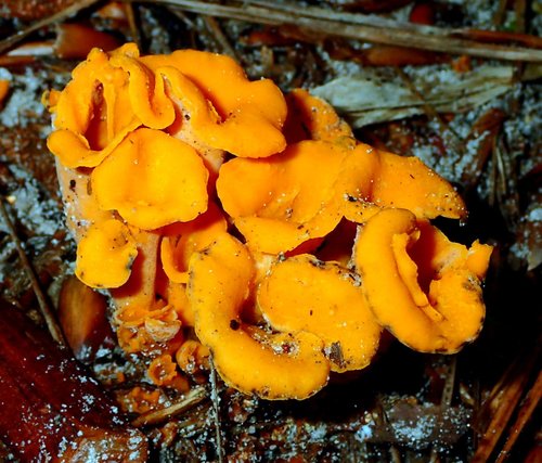 Cantharellus odoratus