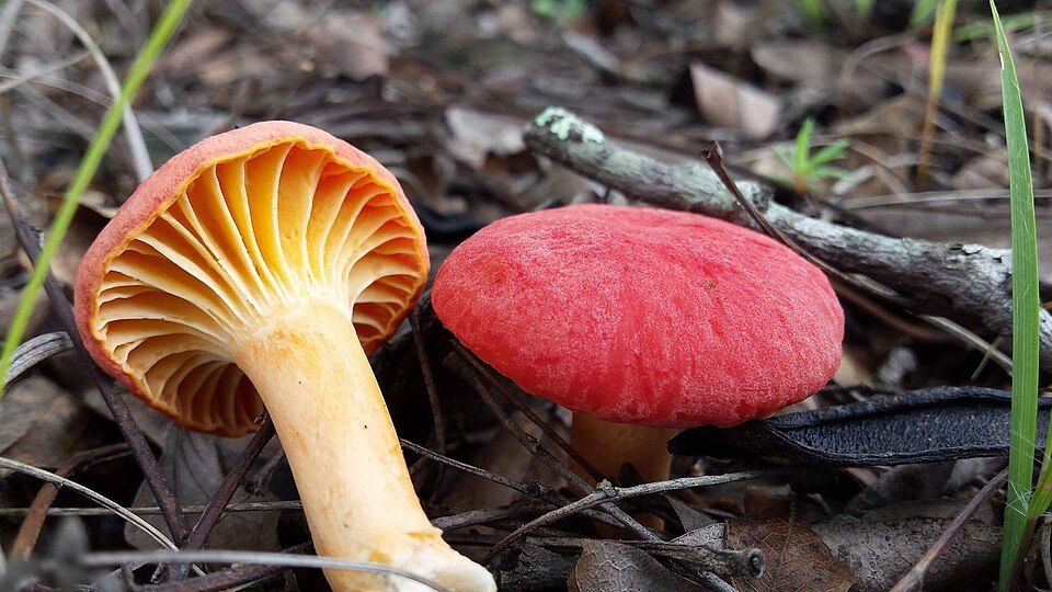 Cantharellus platyphyllus — photo