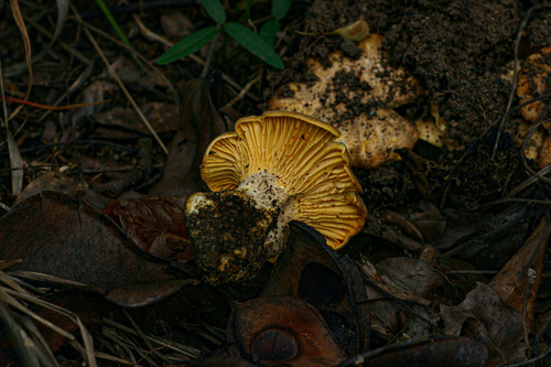 Cantharellus rufopunctatus var. ochraceus — photo