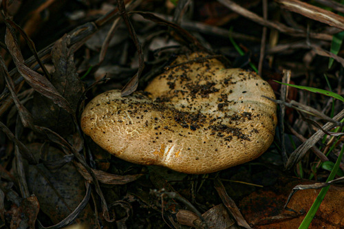 Cantharellus rufopunctatus var. ochraceus