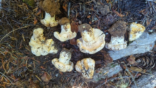 Cantharellus subalbidus (White chanterelle) — photo