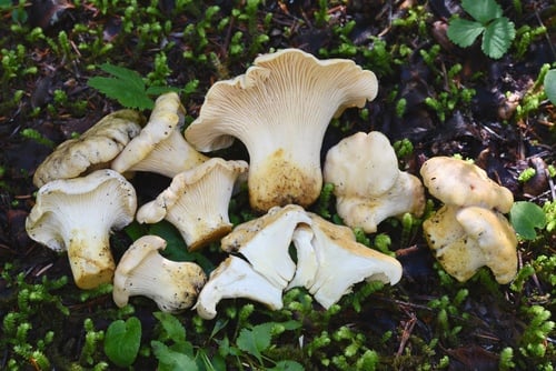 Cantharellus subalbidus