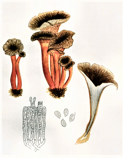 Cantharellus tubiformis