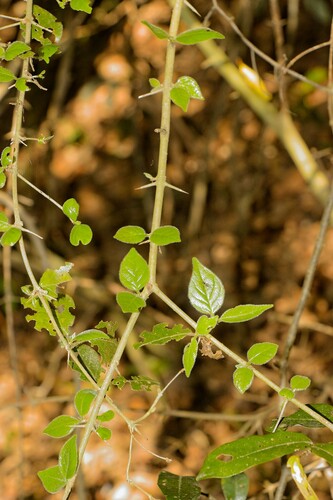 Canthium ciliatum (Fringed turkey berry) — photo