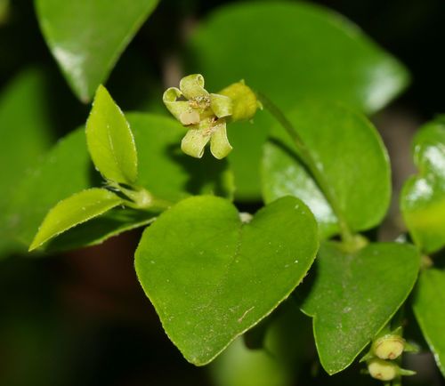 Canthium ciliatum