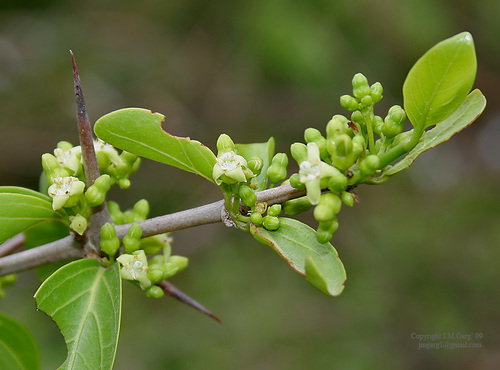 Canthium coromandelicum (Wild jessamine) — photo