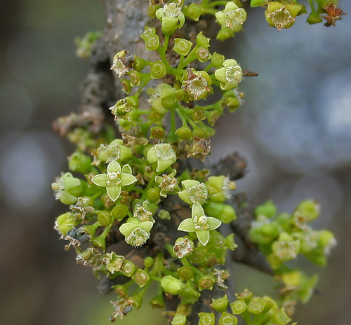 Canthium coromandelicum (Wild jessamine) — photo
