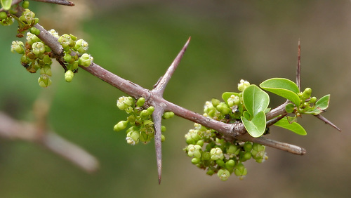 Canthium coromandelicum