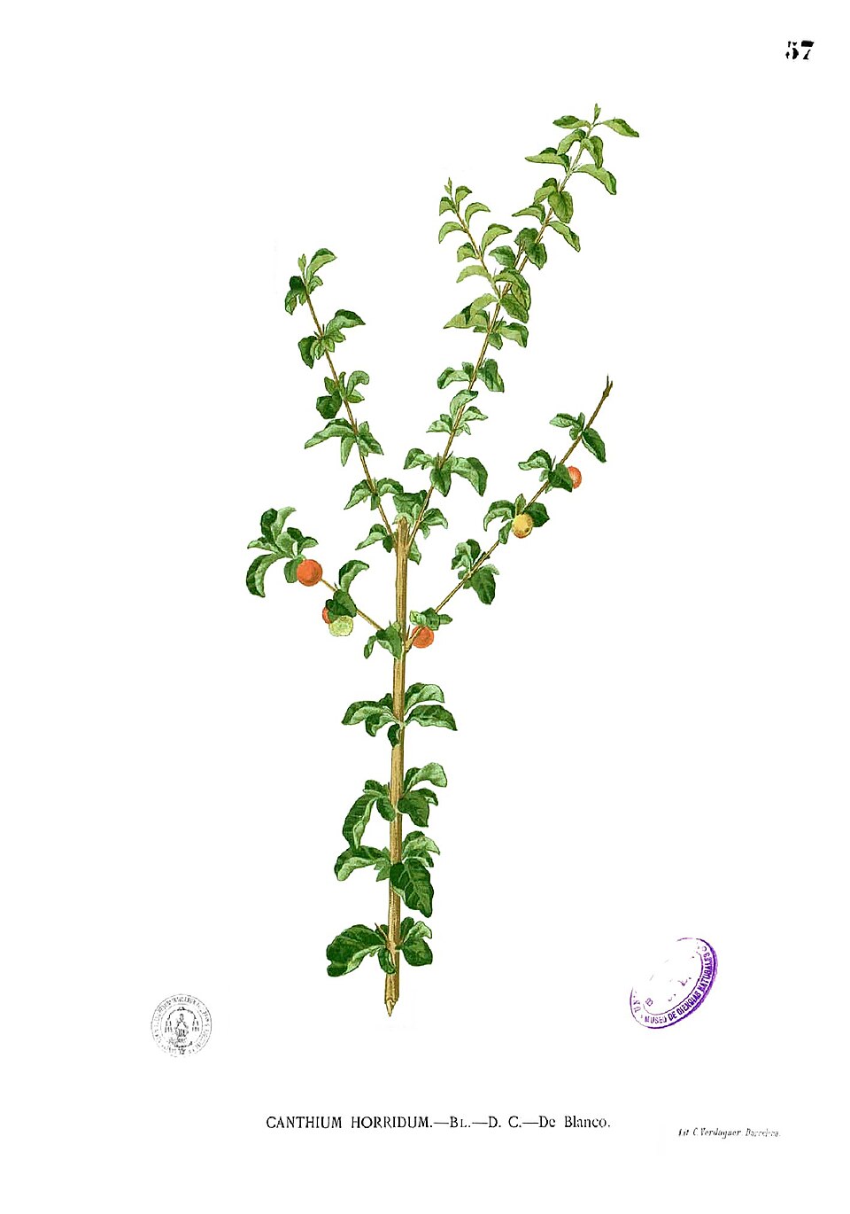 Canthium horridum (Thorny bramble) — photo