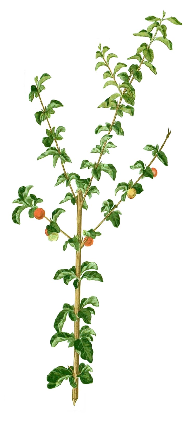 Canthium horridum