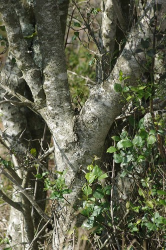 Canthium inerme (Turkey-berry) — photo