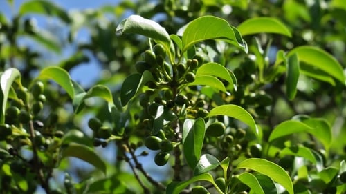Canthium inerme