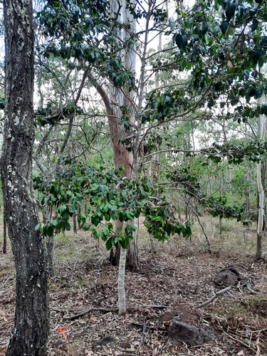 Canthium lucidum — photo