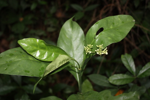 Canthium lucidum