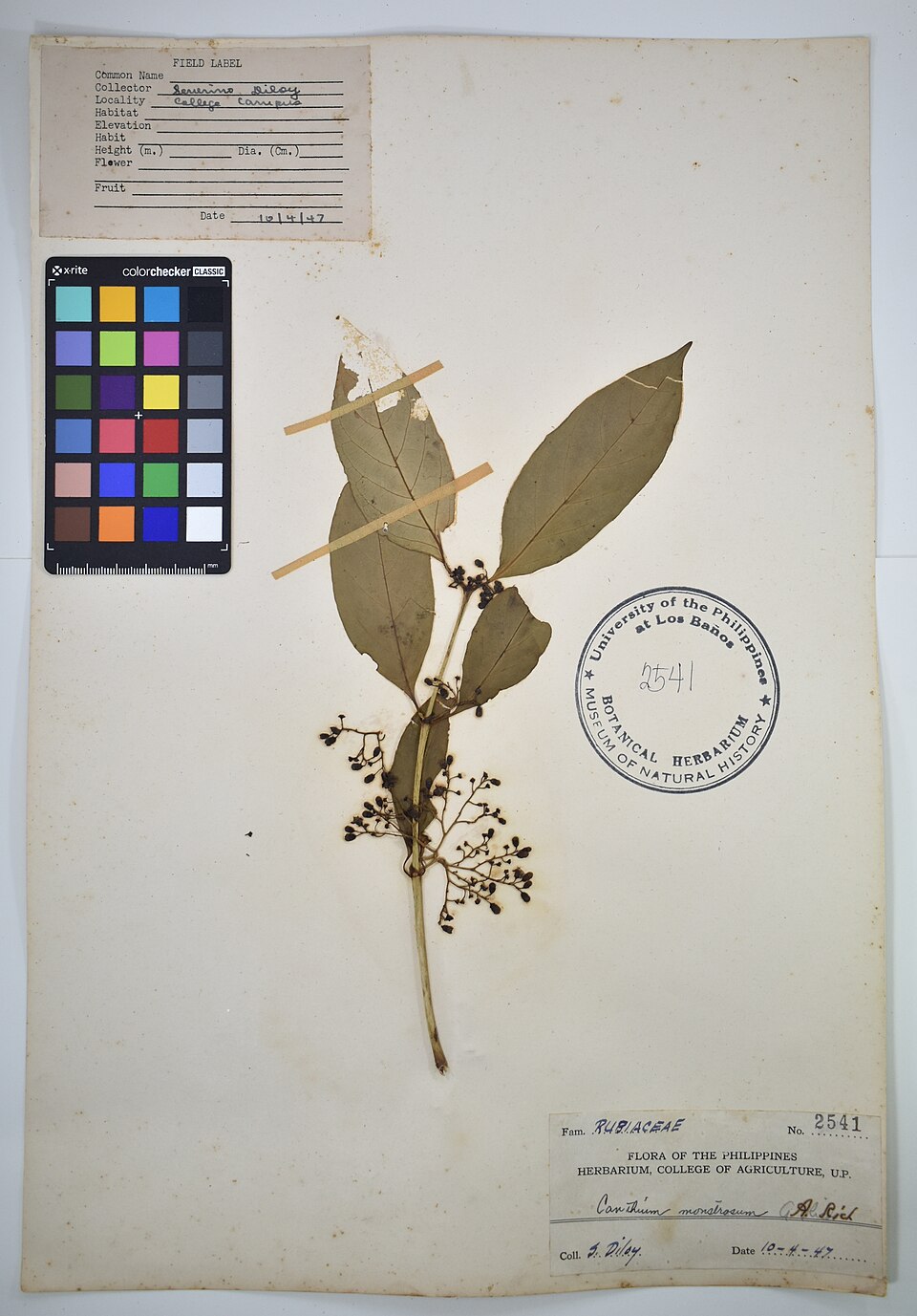 Canthium monstrosum — photo