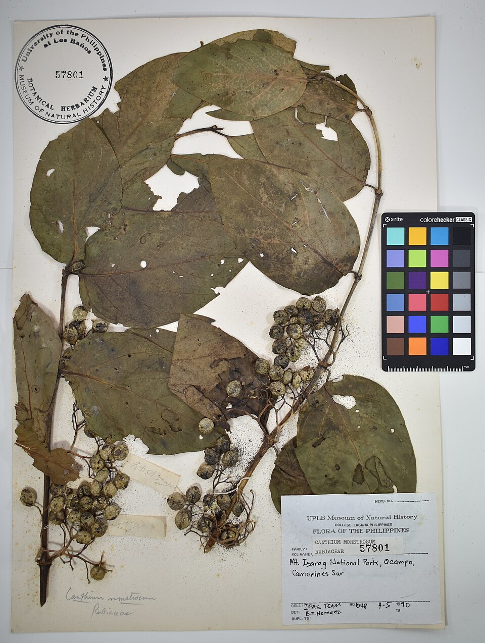 Canthium monstrosum