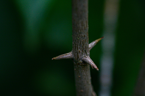Canthium oligocarpum — photo