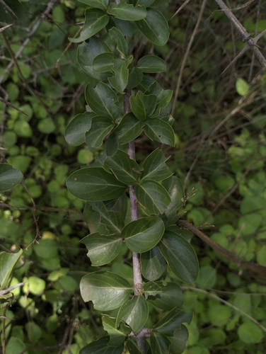 Canthium parviflorum — photo