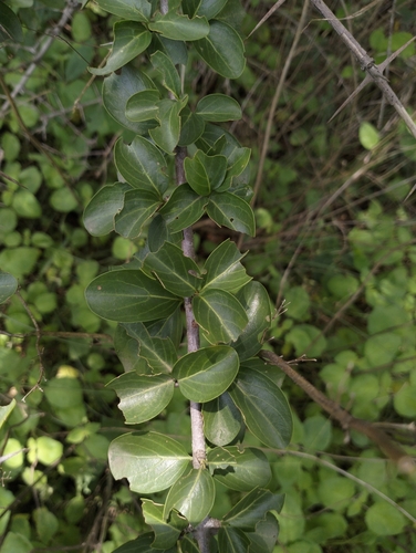 Canthium parviflorum — photo