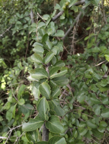 Canthium parviflorum
