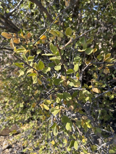 Canthium parvifolium (Aila) — photo