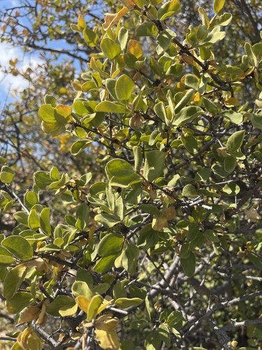 Canthium parvifolium