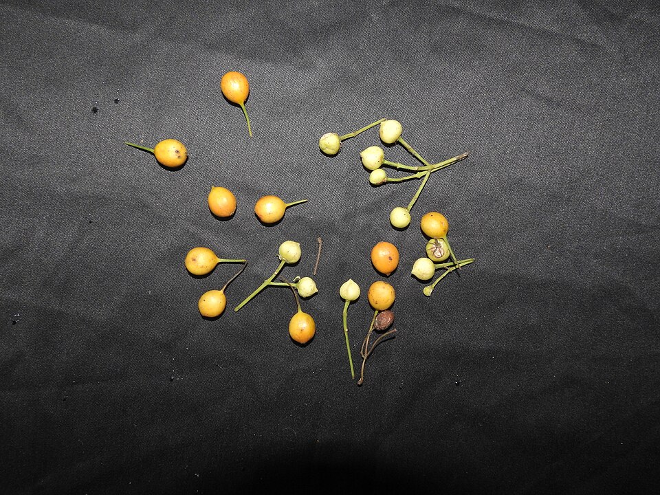 Canthium rheedei