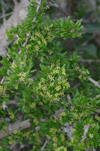 Canthium spinosum (Spiny canthium) — photo