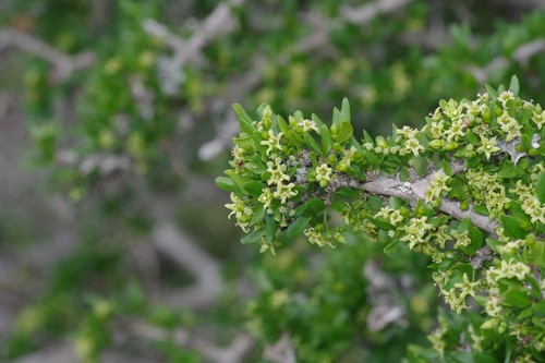 Canthium spinosum (Spiny canthium) — photo