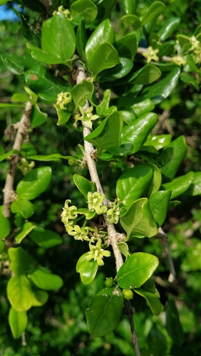Canthium spinosum