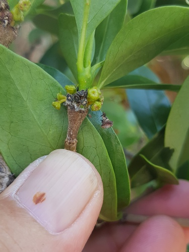 Canthium suberosum (Corky bark canthium) — photo
