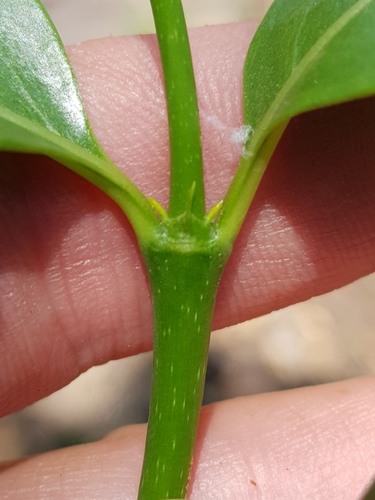 Canthium suberosum (Corky bark canthium) — photo