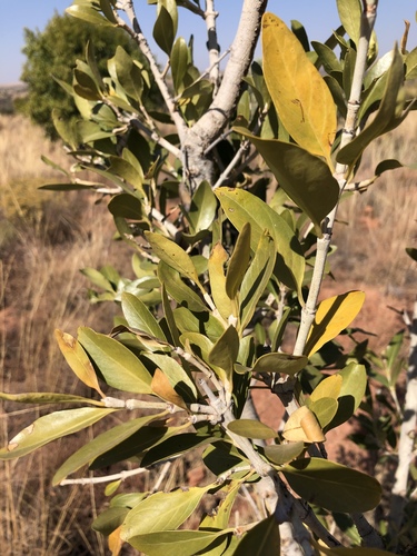 Canthium suberosum