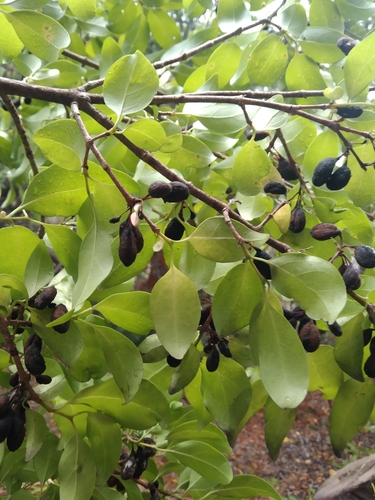 Canthium ventosum (Turkey berry) — photo