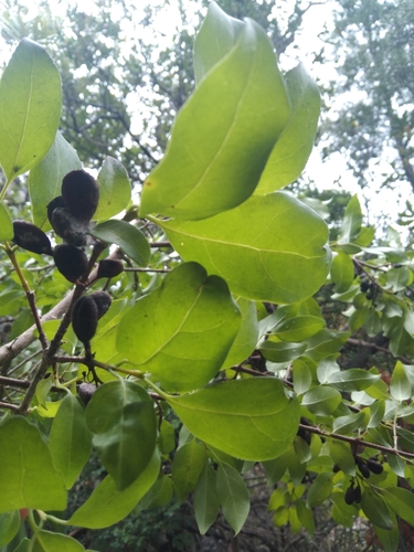 Canthium ventosum (Turkey berry) — photo