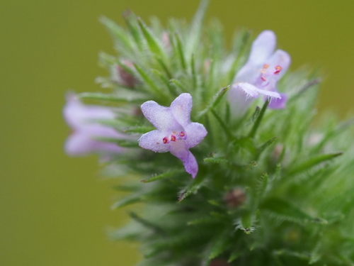 Cantinoa americana