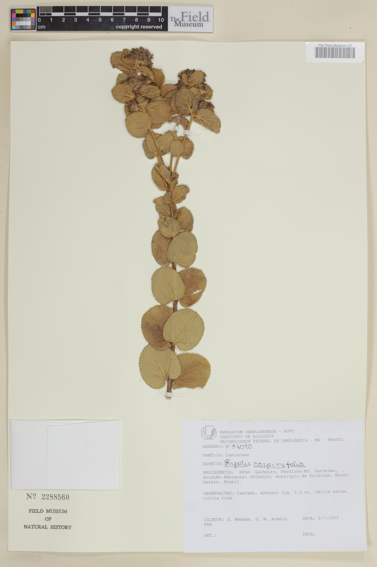 Cantinoa carpinifolia