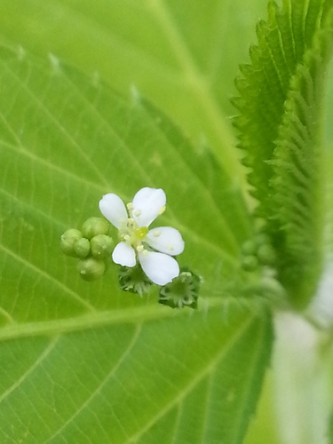 Caperonia palustris (Sacatrapo) — photo